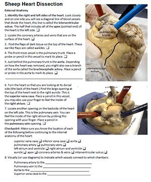 Anatomy Lab Heart Dissection Answer Kindle Editon