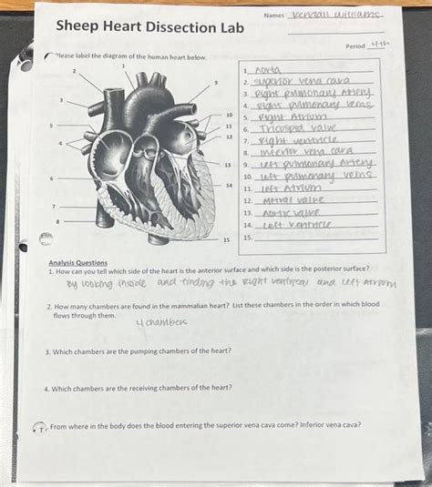 Anatomy Lab Heart Dissection Answers Epub