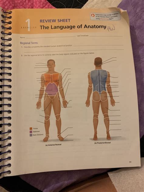 Anatomy Laboratory Exercise 24 Answer Key PDF