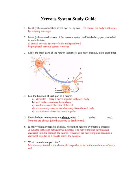 Anatomy Nervous System 7 Study Guide Answers Doc