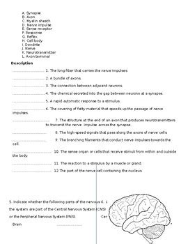 Anatomy Nervous System Packet Answer Key Reader