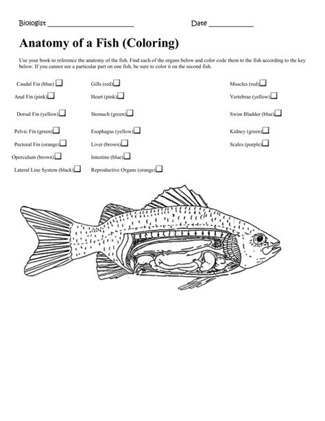 Anatomy Of A Fish Answer Key Reader