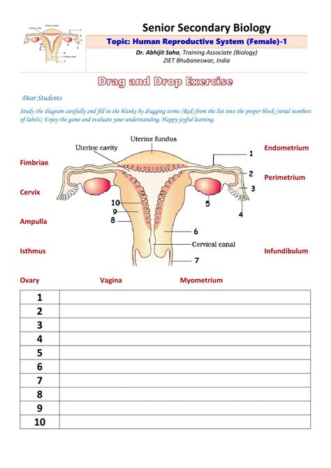 Anatomy Of The Reproductive System Answers PDF