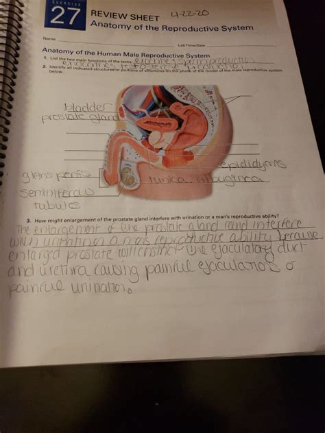 Anatomy Of The Reproductive System Exercise 27 Answers Doc