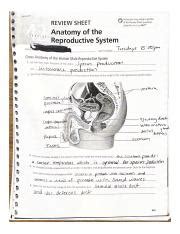 Anatomy Of The Reproductive System Exercise 42 Answers Epub