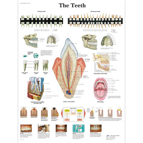 Anatomy Of The Teeth Anatomical Chart