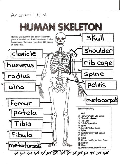 Anatomy Physiology Coloring Work Skeleton Answers Doc