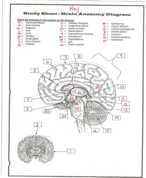 Anatomy Physiology Coloring Workbook Answer Key Kindle Editon