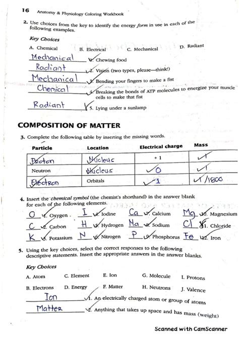 Anatomy Physiology Coloring Workbook Answers Pg 181 Doc