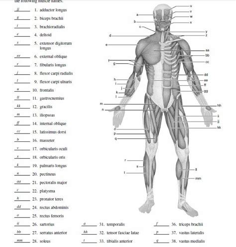 Anatomy Physiology Muscular System Study Guide Answers Doc