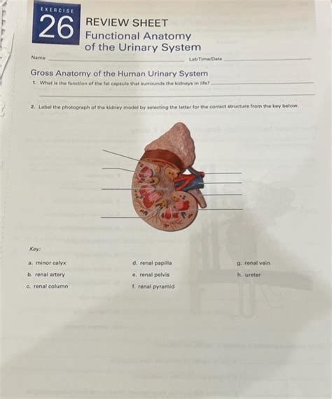 Anatomy Review Urinary System Answers Reader