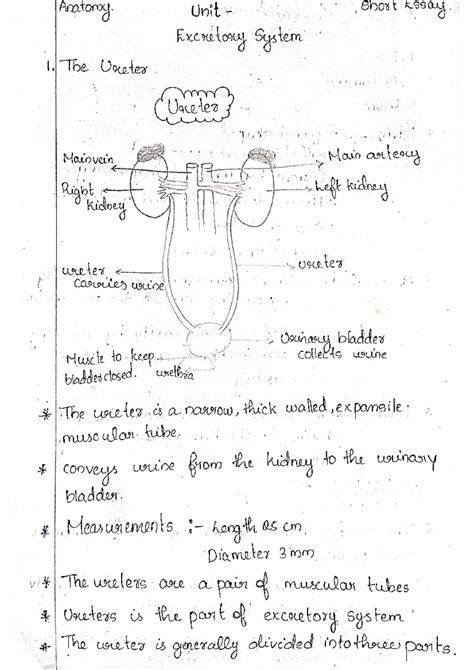 Anatomy Short Answer Essays Epub