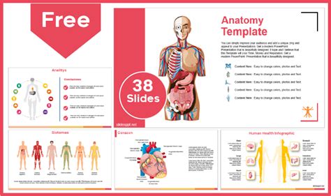 Anatomy Slides Template