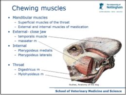 Anatomy Workbook Head Doc