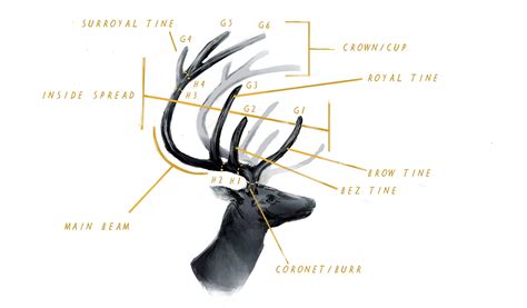 Anatomy and Antlers: A Defining Feature