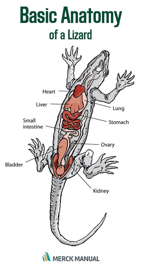 Anatomy and Biology of the Lilac Lizard's Belly