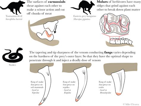 Anatomy and Evolution of Fangs