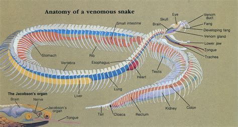 Anatomy and Evolution of Snakes: