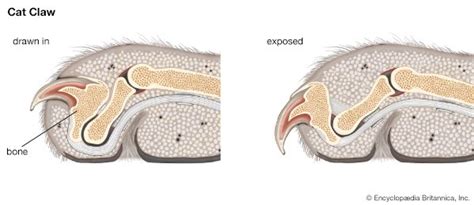 Anatomy and Function of Claw Fossils