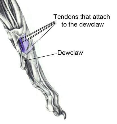 Anatomy and Function of Dew Claws