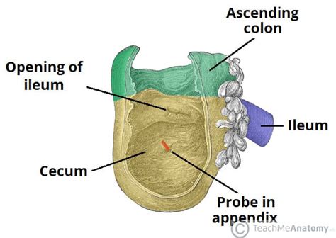 Anatomy and Function of the Cecum