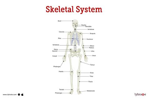 Anatomy and Functions