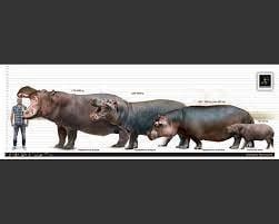 Anatomy and Physiology: The Mighty Stature of Hippos