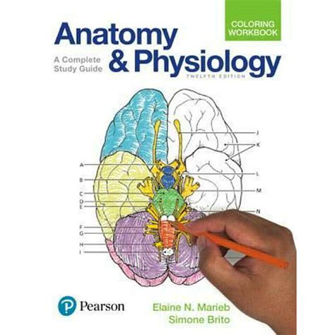 Anatomy and Physiology Coloring Workbook A Complete Study Guide 12th Edition PDF