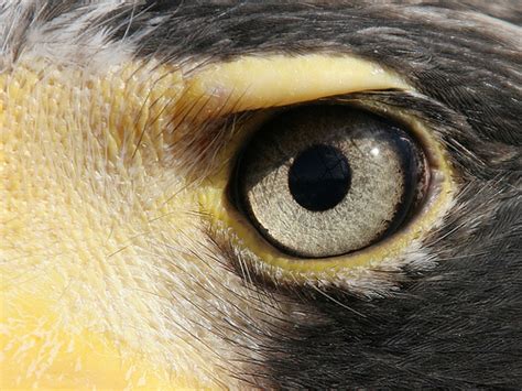 Anatomy and Physiology of Eagle Eyes