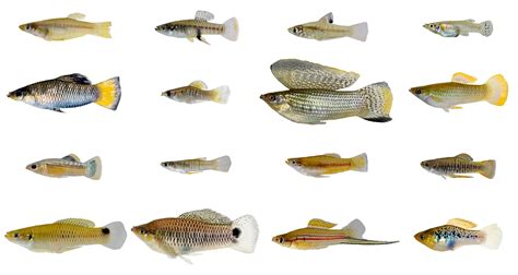 Anatomy and Physiology of Livebearing Fish