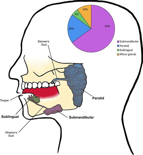 Anatomy and Physiology of Saliva