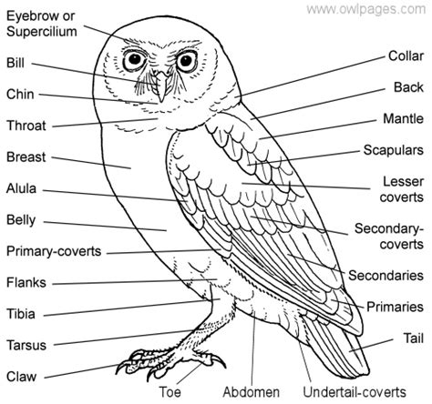 Anatomy and Physiology of the Owl's Mouth