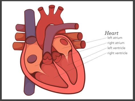 Anatomy and Physiology of the Rumble