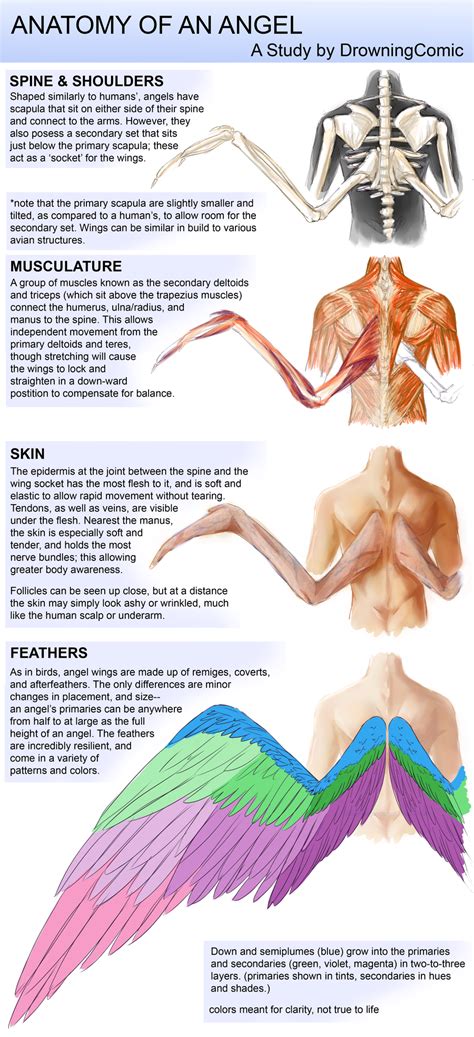 Anatomy of Angel Wings: Understanding the Basics