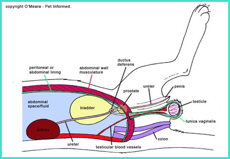 Anatomy of Cat Testicles