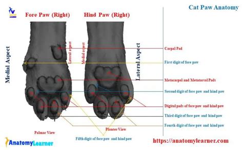 Anatomy of Cat Toes