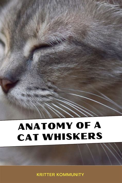 Anatomy of Feline Whiskers