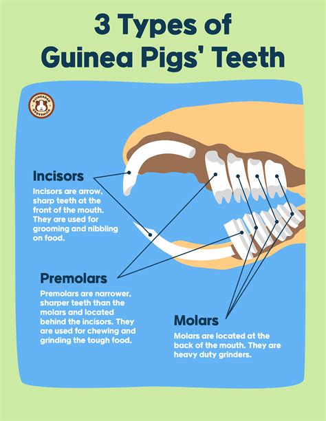 Anatomy of Guinea Pig Teeth