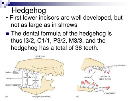 Anatomy of Hedgehog Teeth