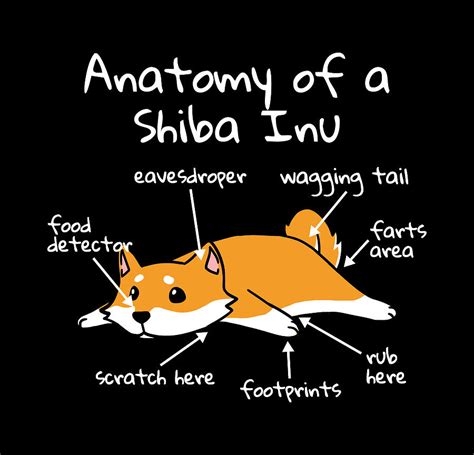 Anatomy of Shiba Inu Eyebrows