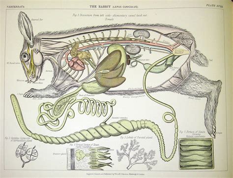 Anatomy of a Costume Rabbit Tail