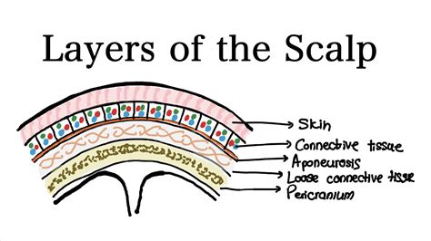 Anatomy of a Healthy Scalp