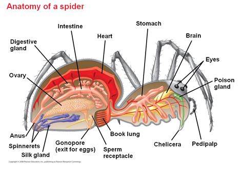 Anatomy of a Spider Bus