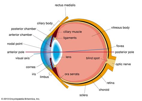 Anatomy of the Eye