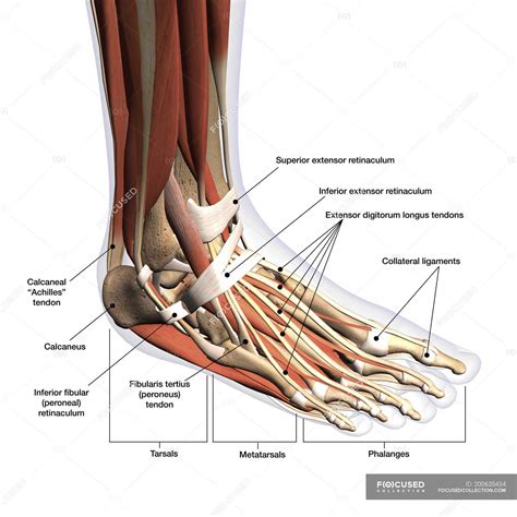 Anatomy of the Foot: