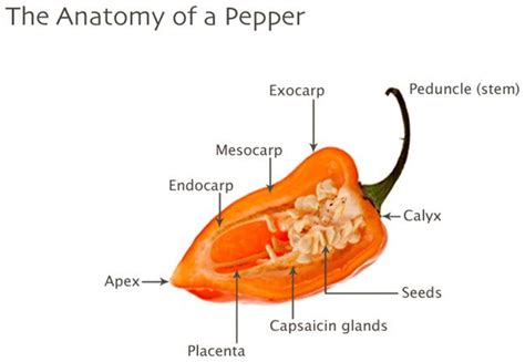 Anatomy of the Habanero Pepper