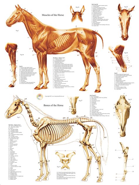 Anatomy of the Horse Epub