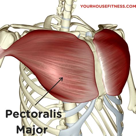 Anatomy of the Major Pectoralis