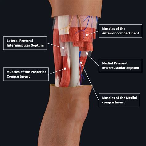 Anatomy of the Thighs