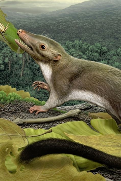 Ancestor: